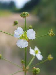 Attēlu rezultāti vaicājumam “Alisma plantago-aquatica flower”