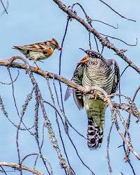 Attēlu rezultāti vaicājumam “Fringilla montifringilla”