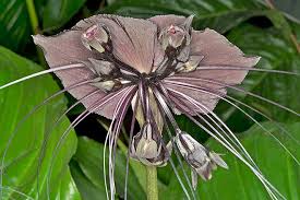 Image result for Tacca chantrieri