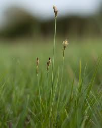 Attēlu rezultāti vaicājumam “Carex chordorrhiza fruit”