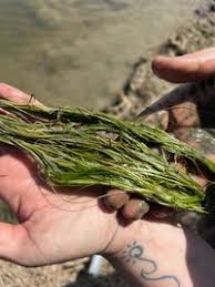 Attēlu rezultāti vaicājumam “Stuckenia pectinata”