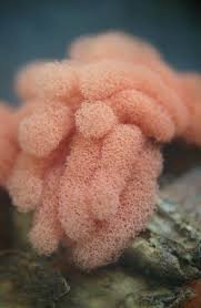 Attēlu rezultāti vaicājumam “Arcyria major macro”