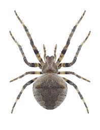 Attēlu rezultāti vaicājumam “Araneus angulatus”