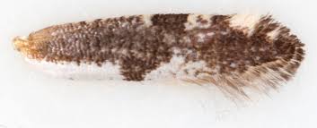 Attēlu rezultāti vaicājumam “Argyresthia spinosella”