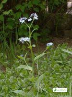 Attēlu rezultāti vaicājumam “Myosotis sparsiflora leaf”