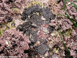 Attēlu rezultāti vaicājumam “Rhodophyta”