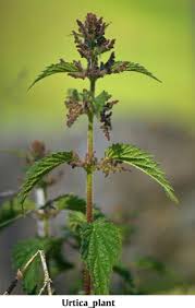 Attēlu rezultāti vaicājumam “Urtica dioica leaf”