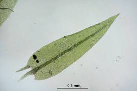 Attēlu rezultāti vaicājumam “Pohlia proligera”