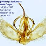 Attēlu rezultāti vaicājumam “Lampropteryx suffumata”