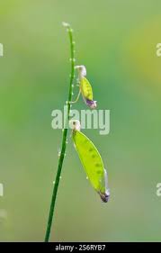 Attēlu rezultāti vaicājumam “Vicia cracca fruit”