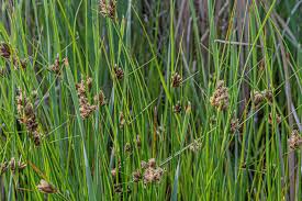 Attēlu rezultāti vaicājumam “Cyperaceae”