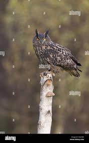 Attēlu rezultāti vaicājumam “Bubo bubo adult”