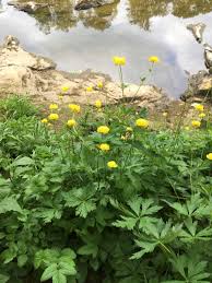 Attēlu rezultāti vaicājumam “Trollius europaeus”