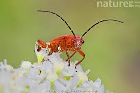 Attēlu rezultāti vaicājumam “Rhagonycha fulva”