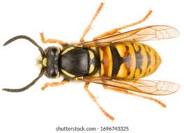 Attēlu rezultāti vaicājumam “Vespula rufa”