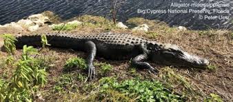 Image result for Alligator mississippiensis