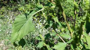 Attēlu rezultāti vaicājumam “Amaranthus retroflexus leaf”