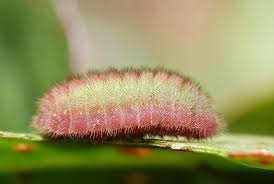 Attēlu rezultāti vaicājumam “Lycaena phlaeas underside”