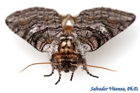 Attēlu rezultāti vaicājumam “Notodontidae”