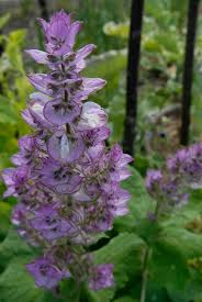 Image result for Salvia sclarea