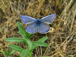 Attēlu rezultāti vaicājumam “Polyommatinae”