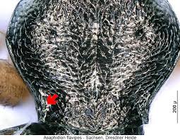 Attēlu rezultāti vaicājumam “Asaphidion pallipes”