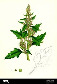 Attēlu rezultāti vaicājumam “Chenopodium rubrum leaf”
