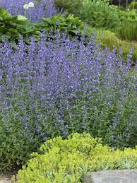 Image result for Katzenminze