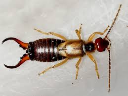 Attēlu rezultāti vaicājumam “Forficula auricularia”