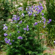 Attēlu rezultāti vaicājumam “Polemonium caeruleum”