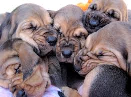 Image result for Carlisle BloodHounds