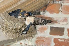 Attēlu rezultāti vaicājumam “Hirundo rustica nest”
