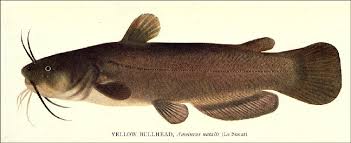 Image result for Ameiurus catus