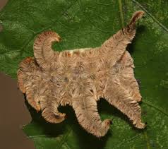 Attēlu rezultāti vaicājumam “Pogonatum dentatum macro”