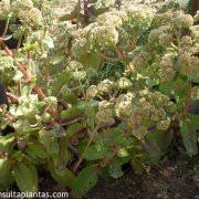 Attēlu rezultāti vaicājumam “Hylotelephium maximum”