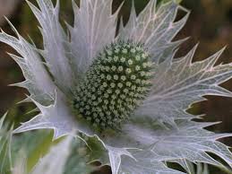 Image result for Edeldistel