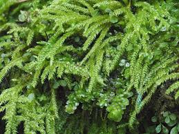 Attēlu rezultāti vaicājumam “Eurhynchiastrum pulchellum macro”