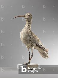 Image result for Numenius tenuirostris