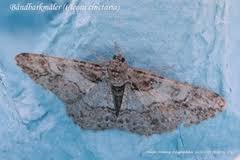 Attēlu rezultāti vaicājumam “Cleora cinctaria”