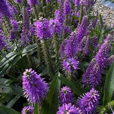 Attēlu rezultāti vaicājumam “Veronica longifolia fruit”