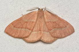 Attēlu rezultāti vaicājumam “Hylaea fasciaria”