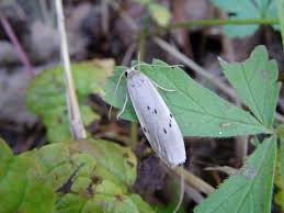 Attēlu rezultāti vaicājumam “Pelosia muscerda”