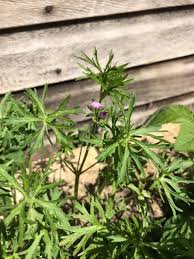 Attēlu rezultāti vaicājumam “Geranium dissectum leaf”