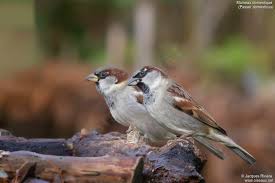 Attēlu rezultāti vaicājumam “Passer domesticus male”