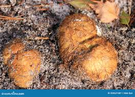 Attēlu rezultāti vaicājumam “Rhizopogon luteolus”