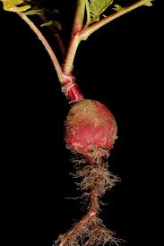 Attēlu rezultāti vaicājumam “Raphanus sativus”