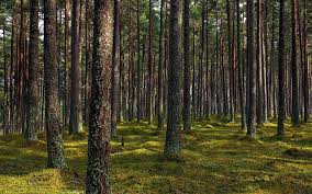 Image result for лес,