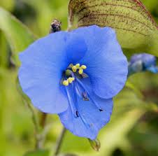 Attēlu rezultāti vaicājumam “Commelina coelestis flower”