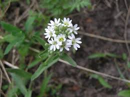 Attēlu rezultāti vaicājumam “Berteroa incana flower”