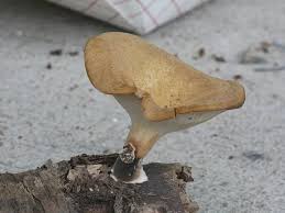 Attēlu rezultāti vaicājumam “Polyporus varius”